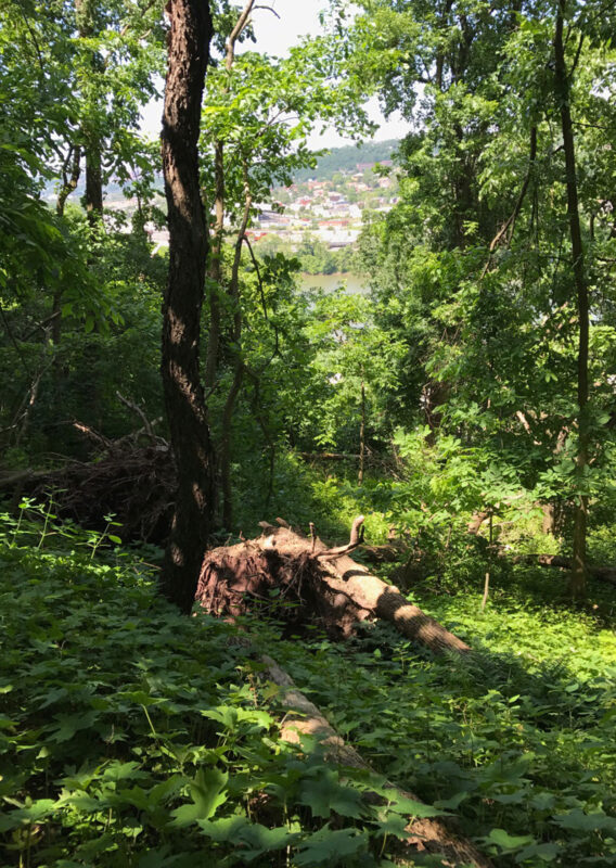 Hayes Woods. PHOTO BY CHARLES BIER WESTERN PA CONSERVANCY / ALLEGHENY LAND TRUST / COLCOM FOUNDATION