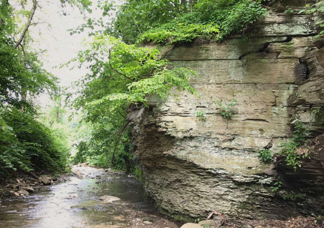 Hayes Woods. PHOTO BY CHARLES BIER WESTERN PA CONSERVANCY / ALLEGHENY LAND TRUST / COLCOM FOUNDATION