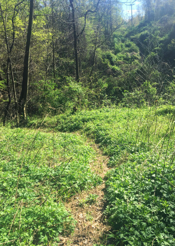 Hayes Woods. PHOTO BY CHARLES BIER WESTERN PA CONSERVANCY / ALLEGHENY LAND TRUST / COLCOM FOUNDATION