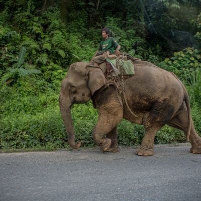 A man rides an old elephant on the way to base camp at Kachin State, Burma, on Oct. 30, 2017. Kachin state is rich in natural resources include gold, silver, copper, iron, lead, amber, jade, crystal, coal, and wood. Most of natural resources from Kachin state are smuggled illegally into bordering China.